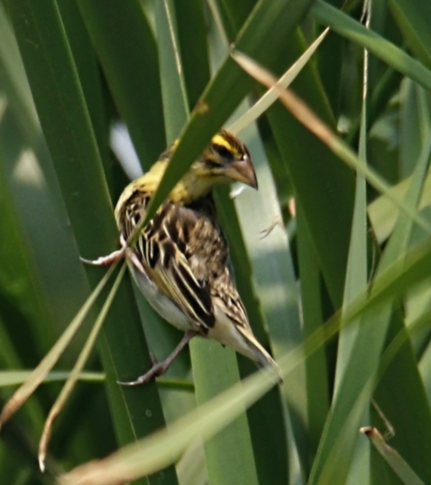 Streaked Weaver - ML656431685