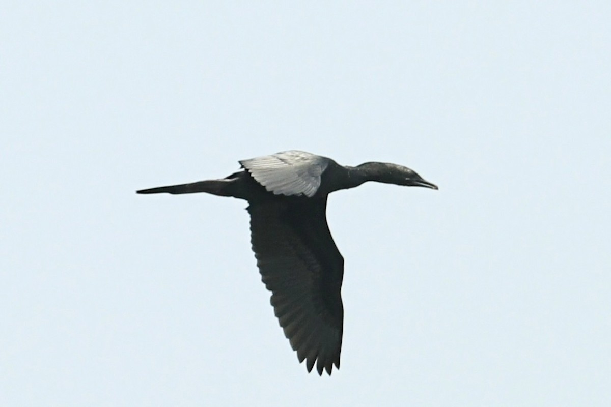 Little Cormorant - ML656432088