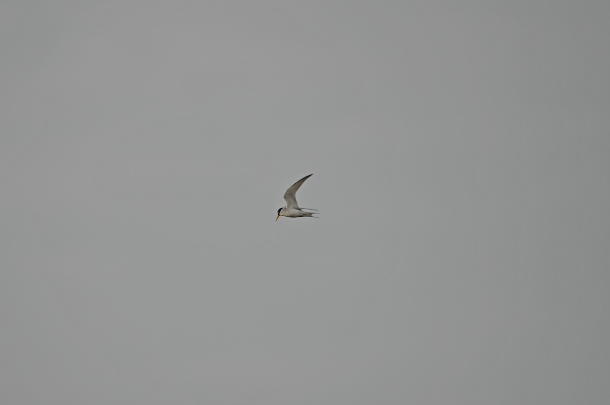 Least Tern - ML656432451