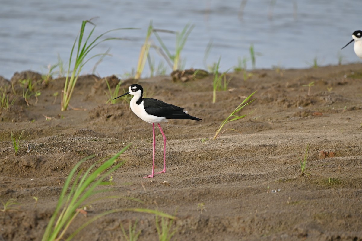 Black-necked Stilt - ML656432453