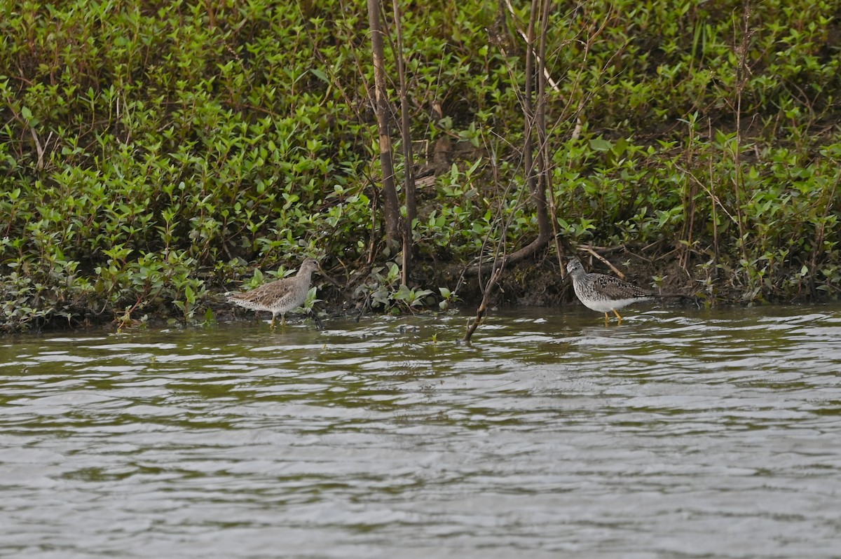 Long-billed Dowitcher - ML656432462