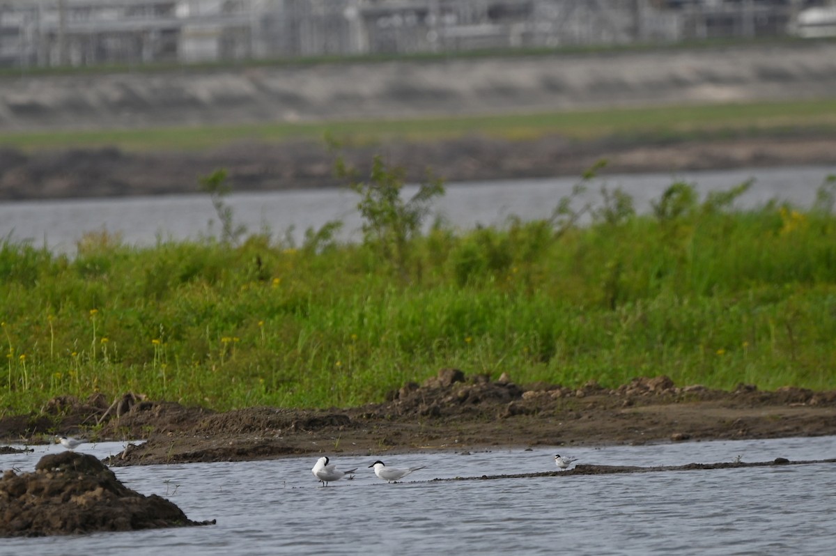 Gull-billed Tern - ML656432472