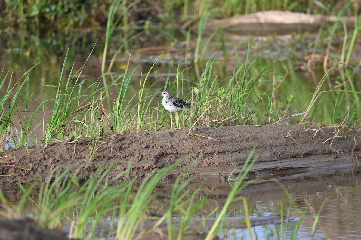 Lesser Yellowlegs - ML656432479