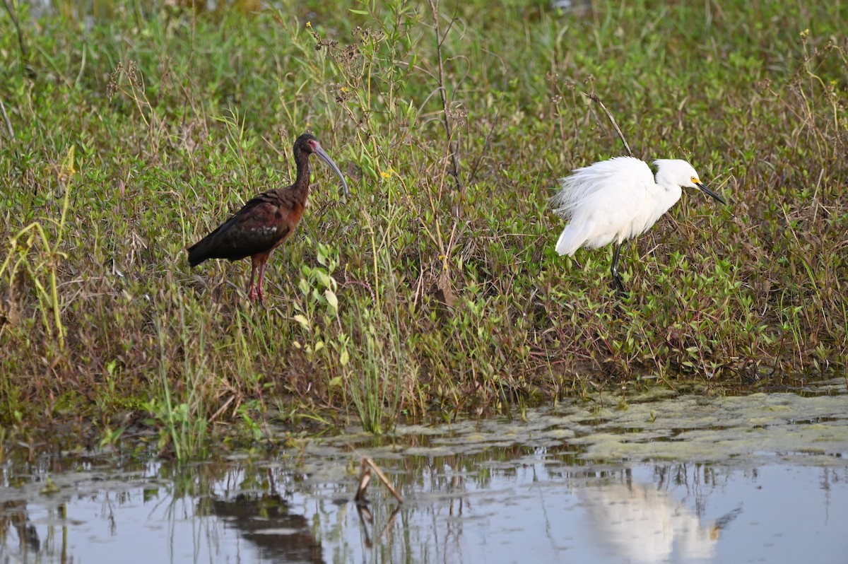 White-faced Ibis - ML656432485