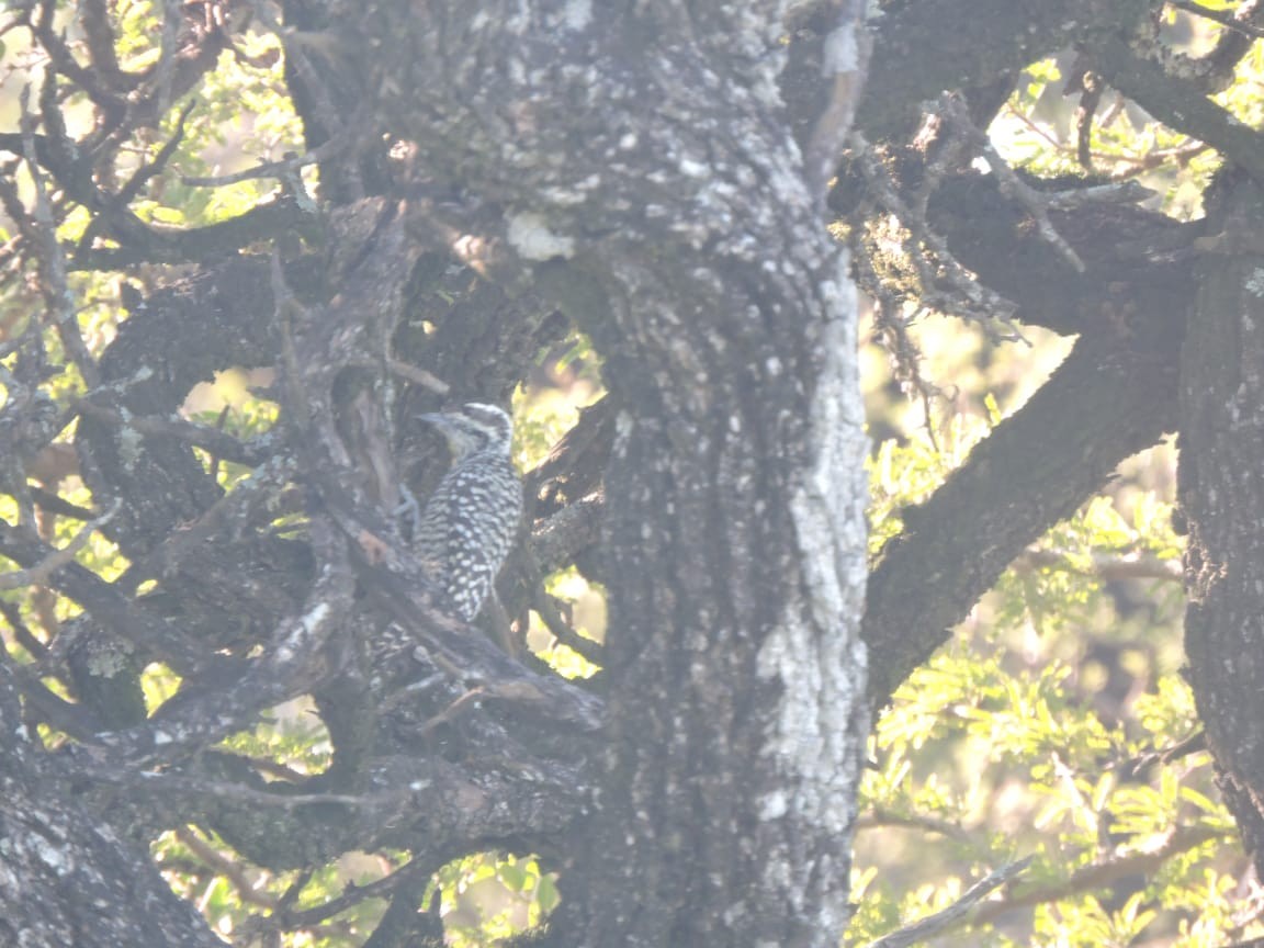Checkered Woodpecker - ML656434214
