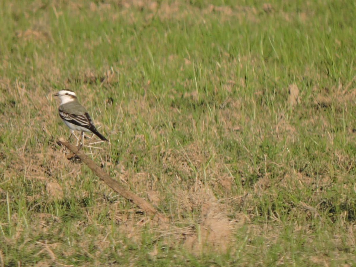 Black-crowned Monjita - ML656434242