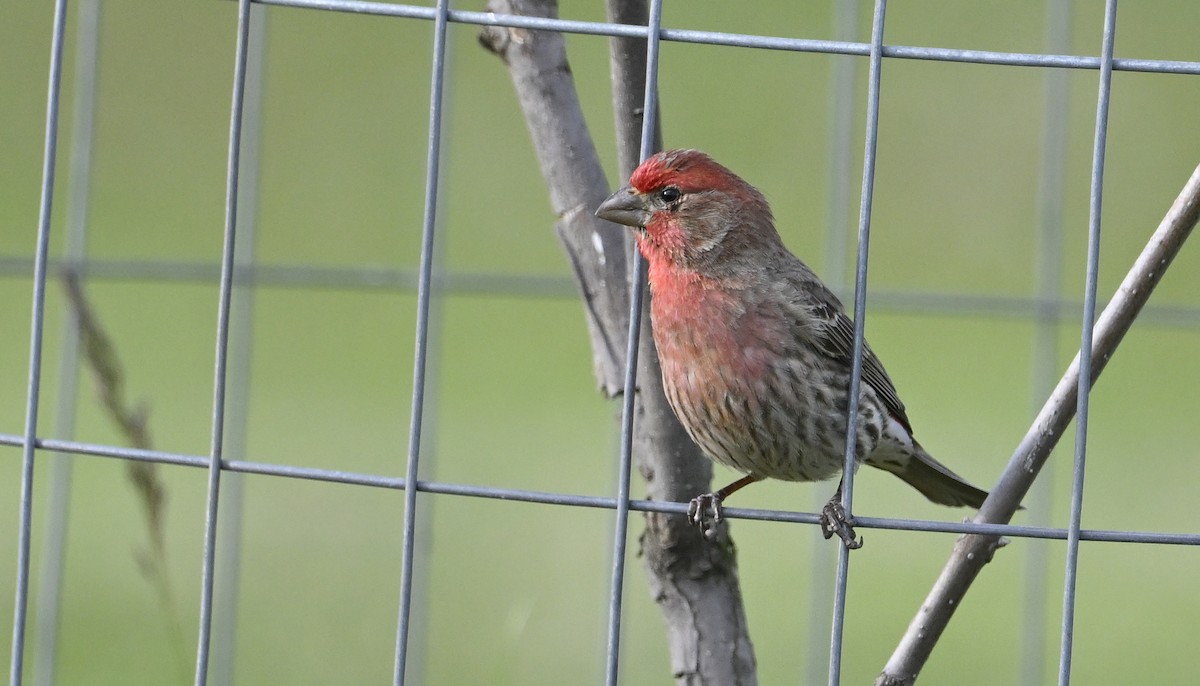House Finch - ML656434873