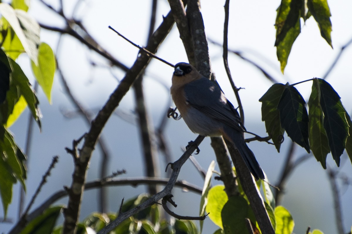 Cinnamon Tanager - ML65643531