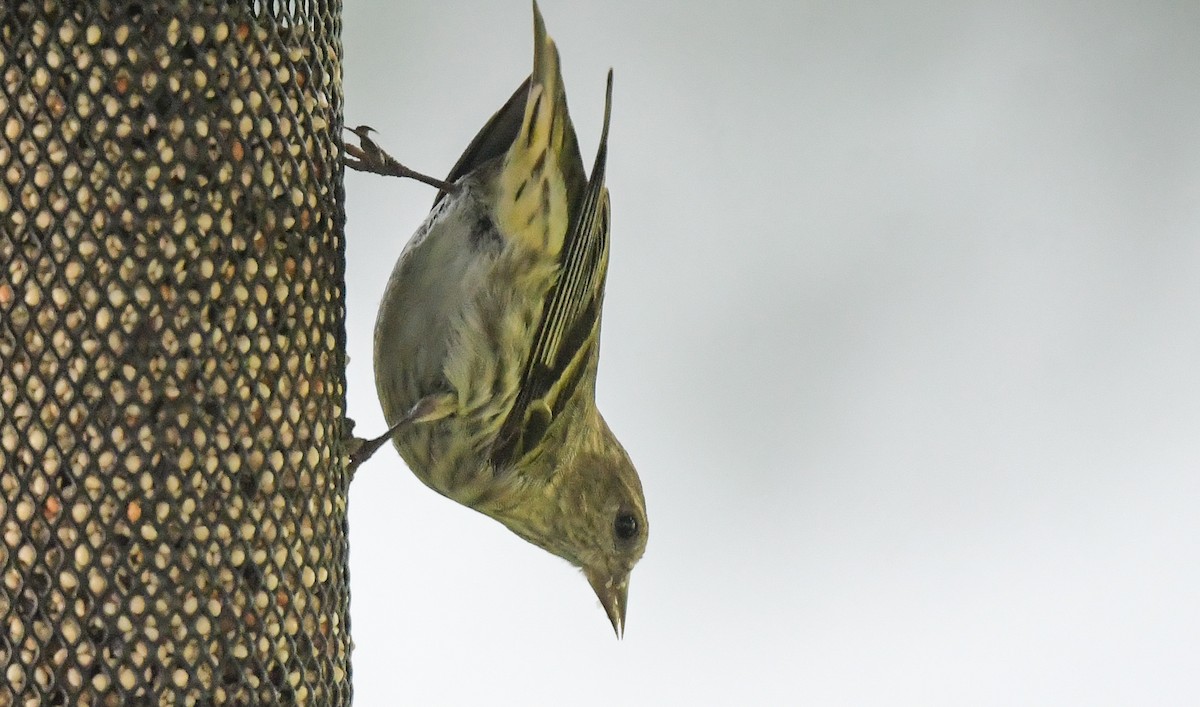 Pine Siskin (green morph) - ML656435973
