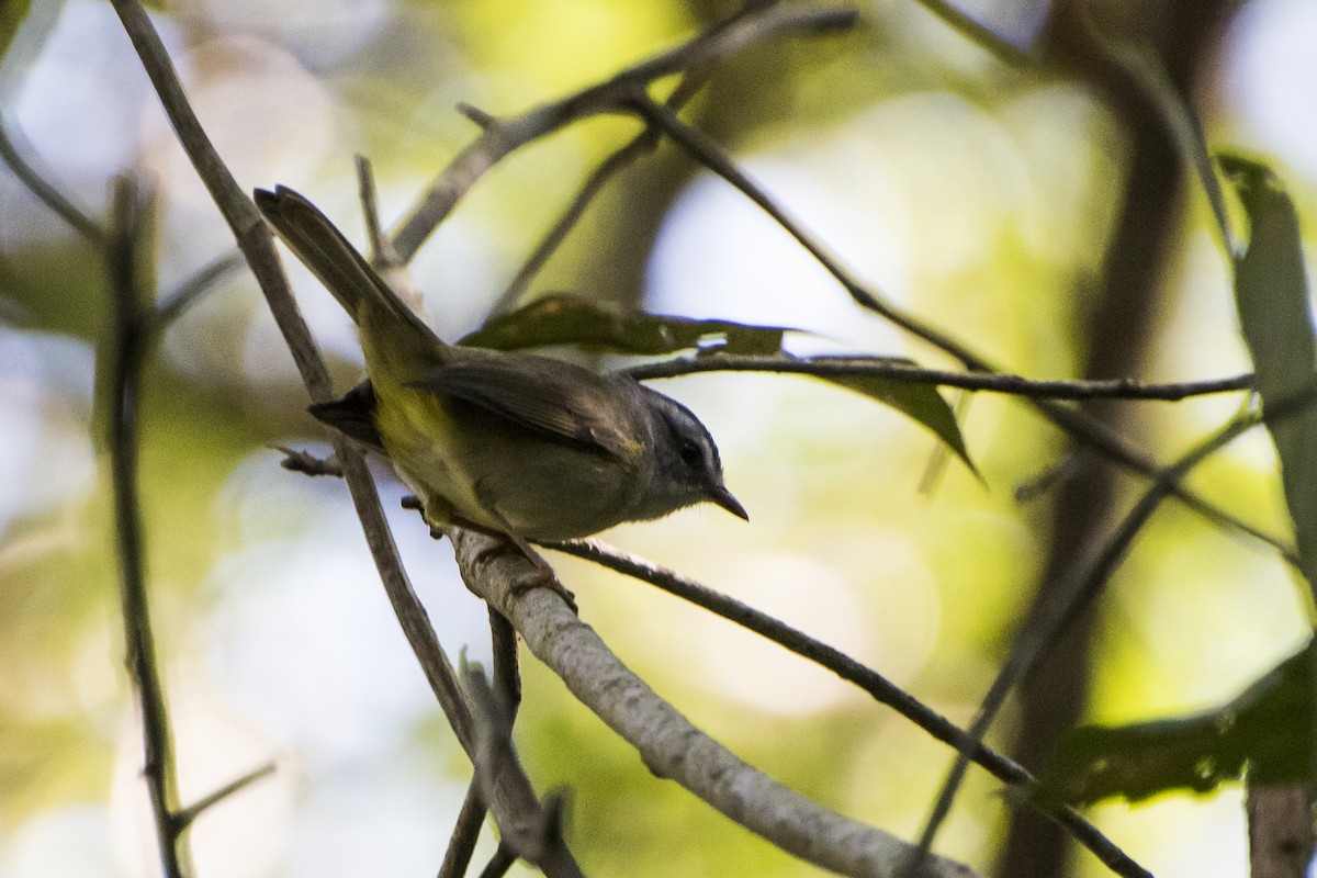 gyllenkroneparula (hypoleucus) (hvitbukparula) - ML65643601