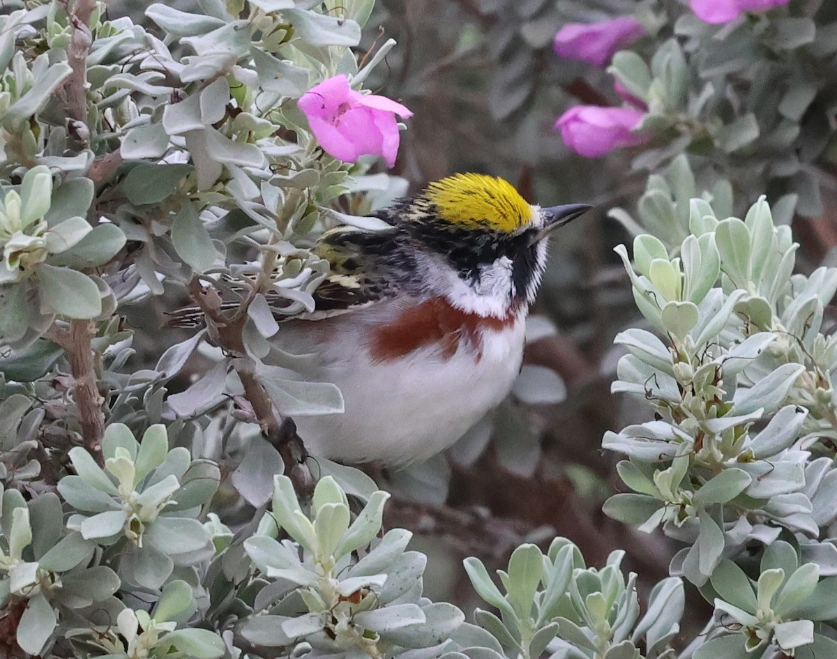 Chestnut-sided Warbler - ML656436525