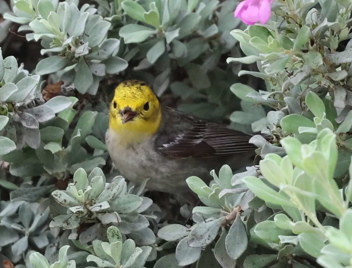 Hermit Warbler - ML656436728