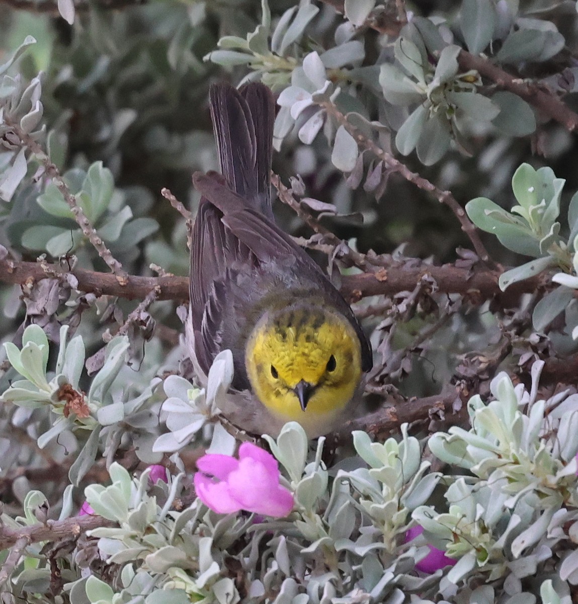 Hermit Warbler - ML656436729
