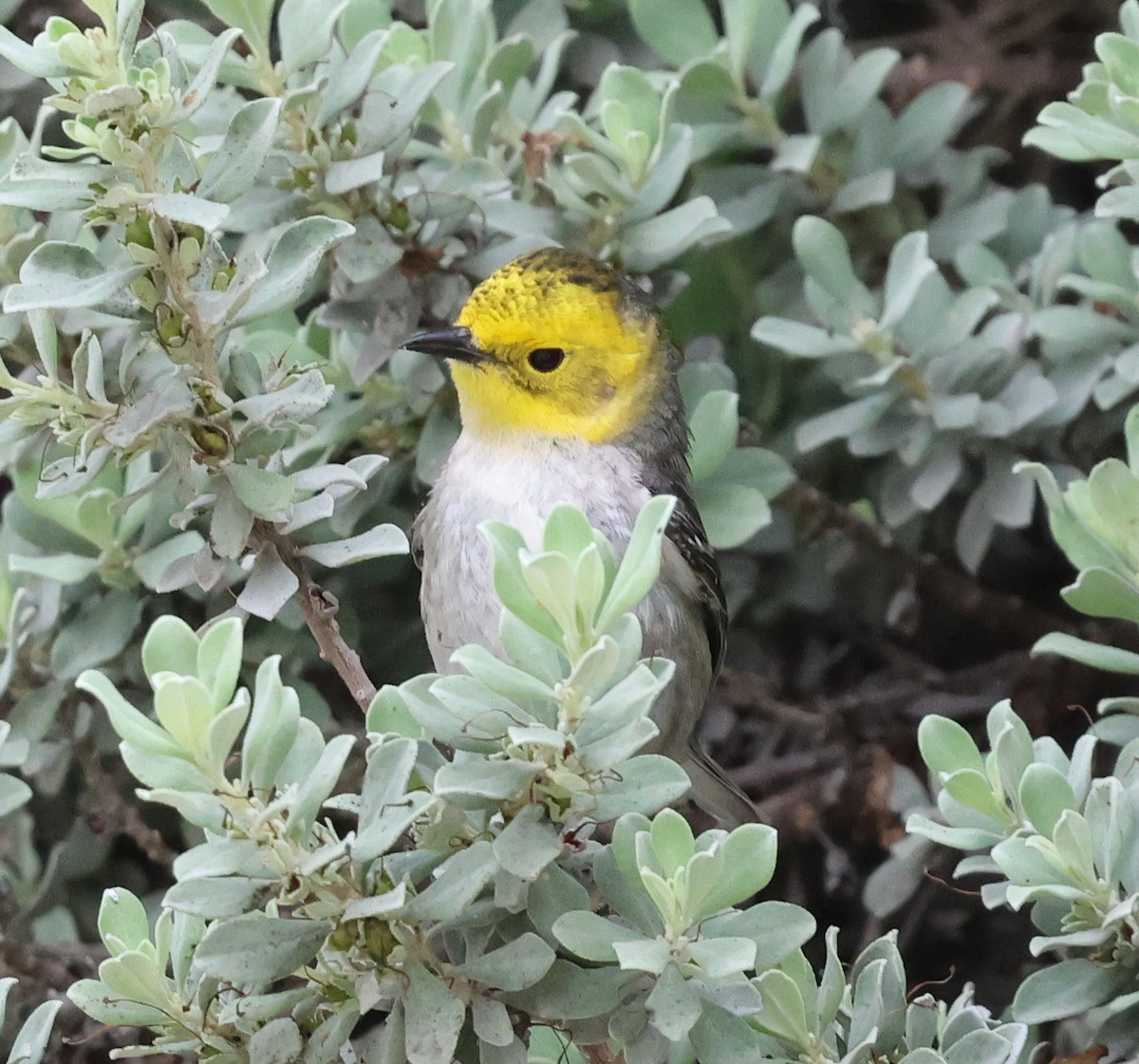 Hermit Warbler - ML656436730