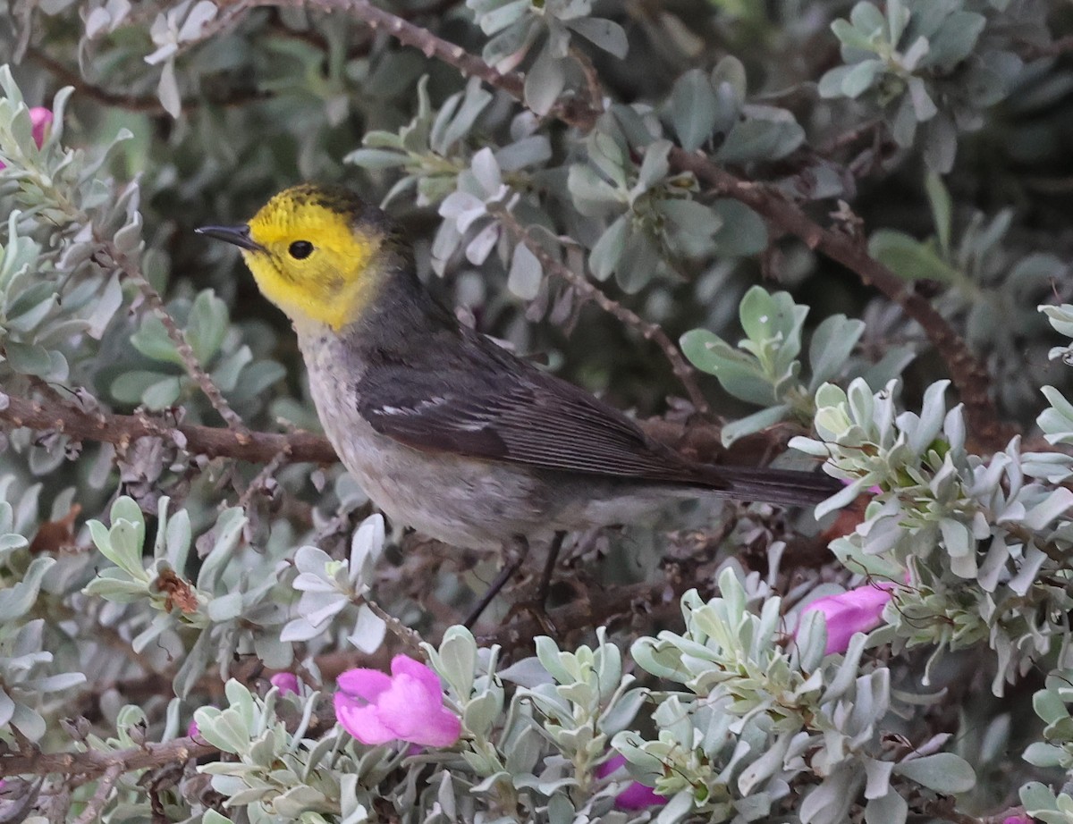 Hermit Warbler - ML656436731