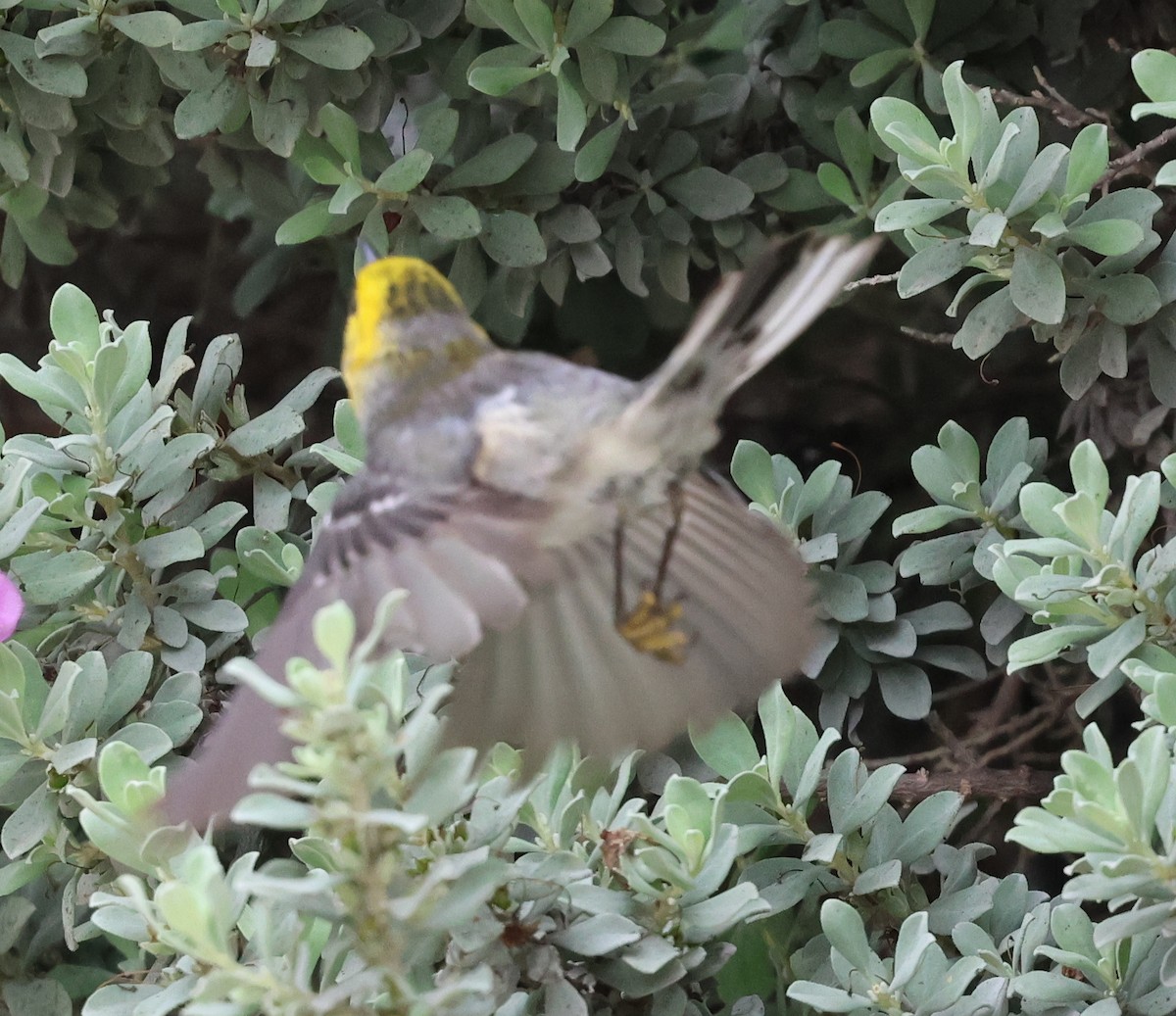 Hermit Warbler - ML656436732