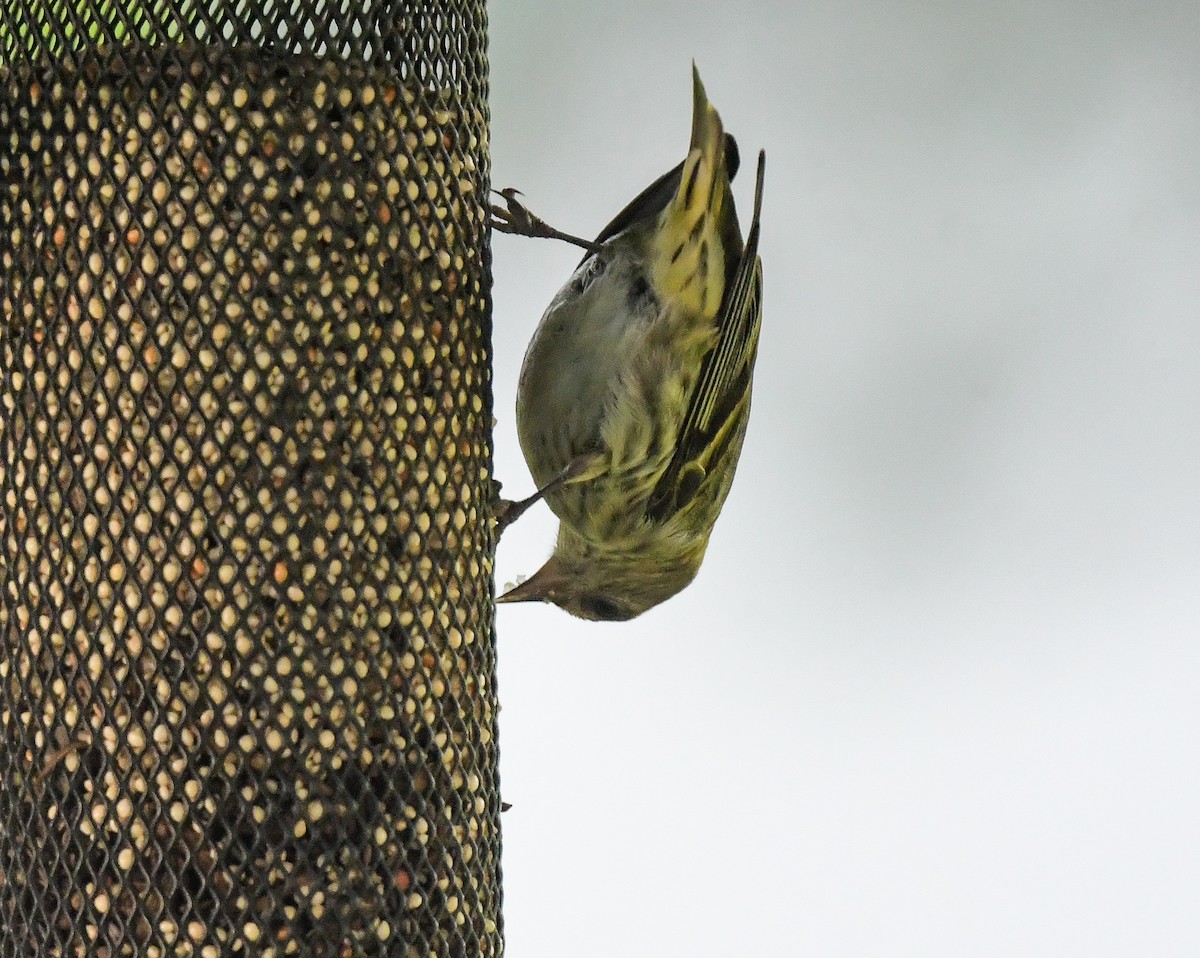 Pine Siskin (green morph) - ML656437395