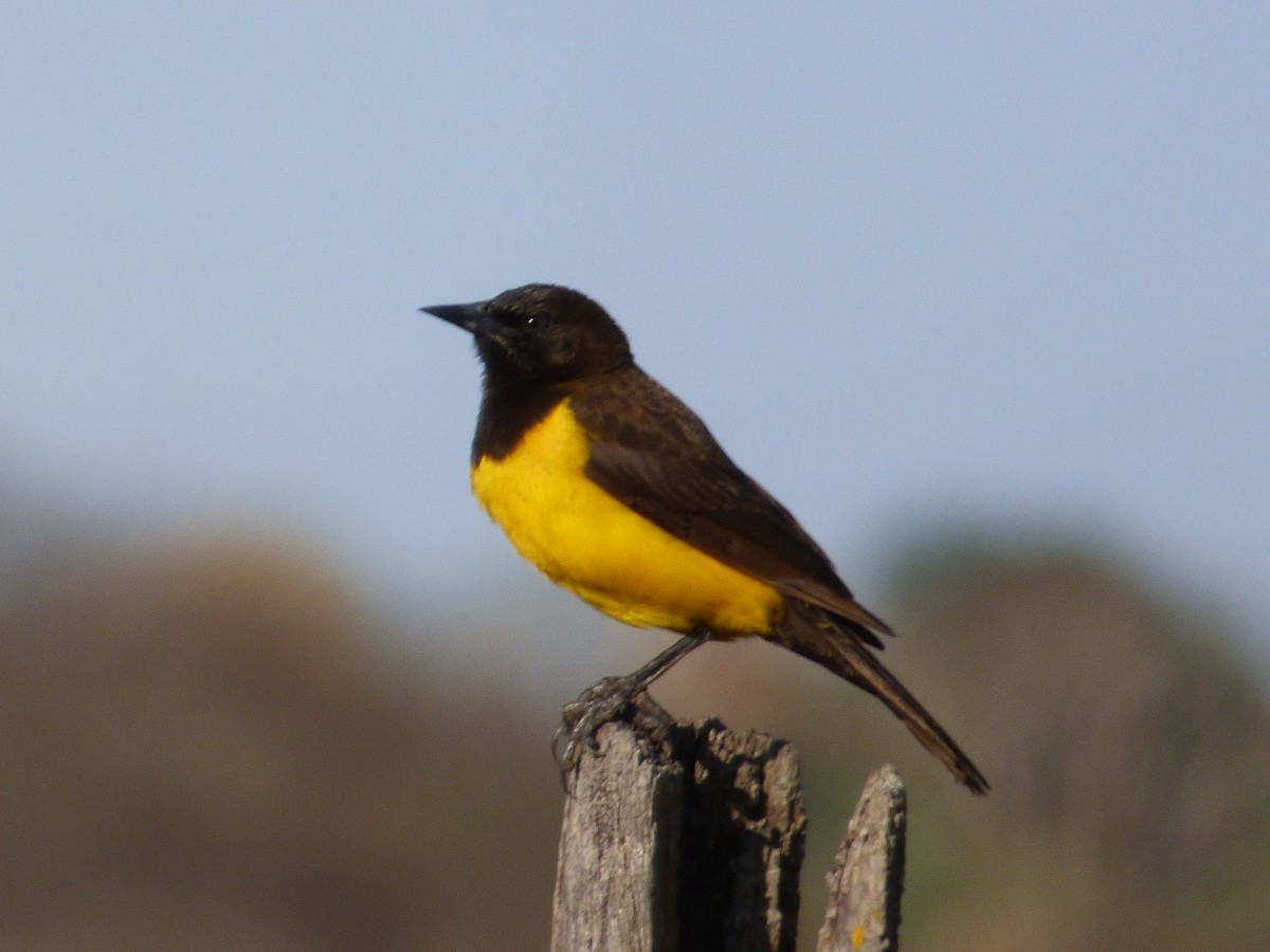 Yellow-rumped Marshbird - ML65643881