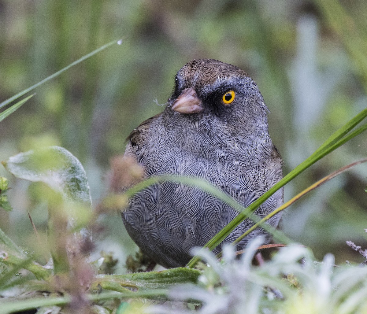 Junco de Los Volcanes - ML65644191