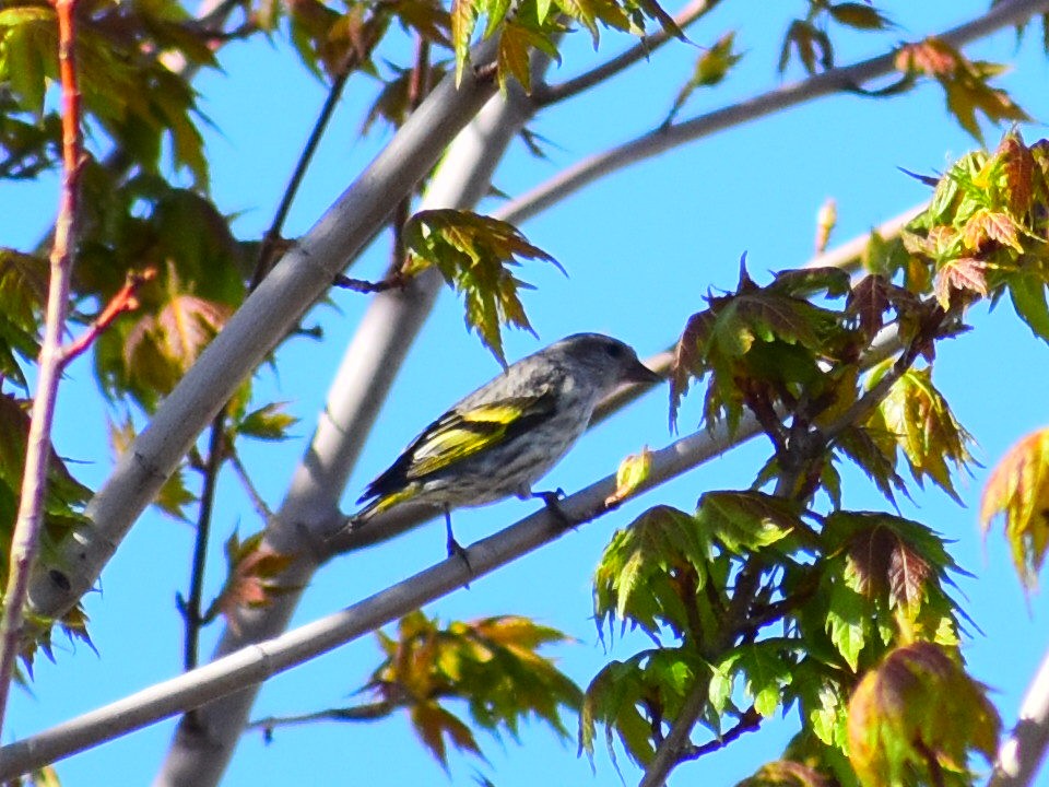 Pine Siskin (green morph) - ML656442195