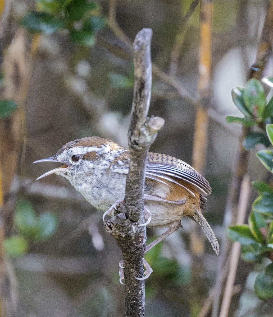 Timberline Wren - Anonymous