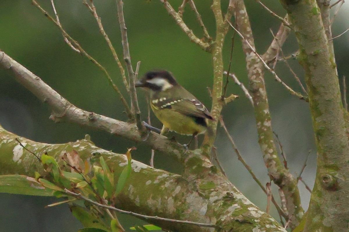 Mésange gracieuse - ML656443347