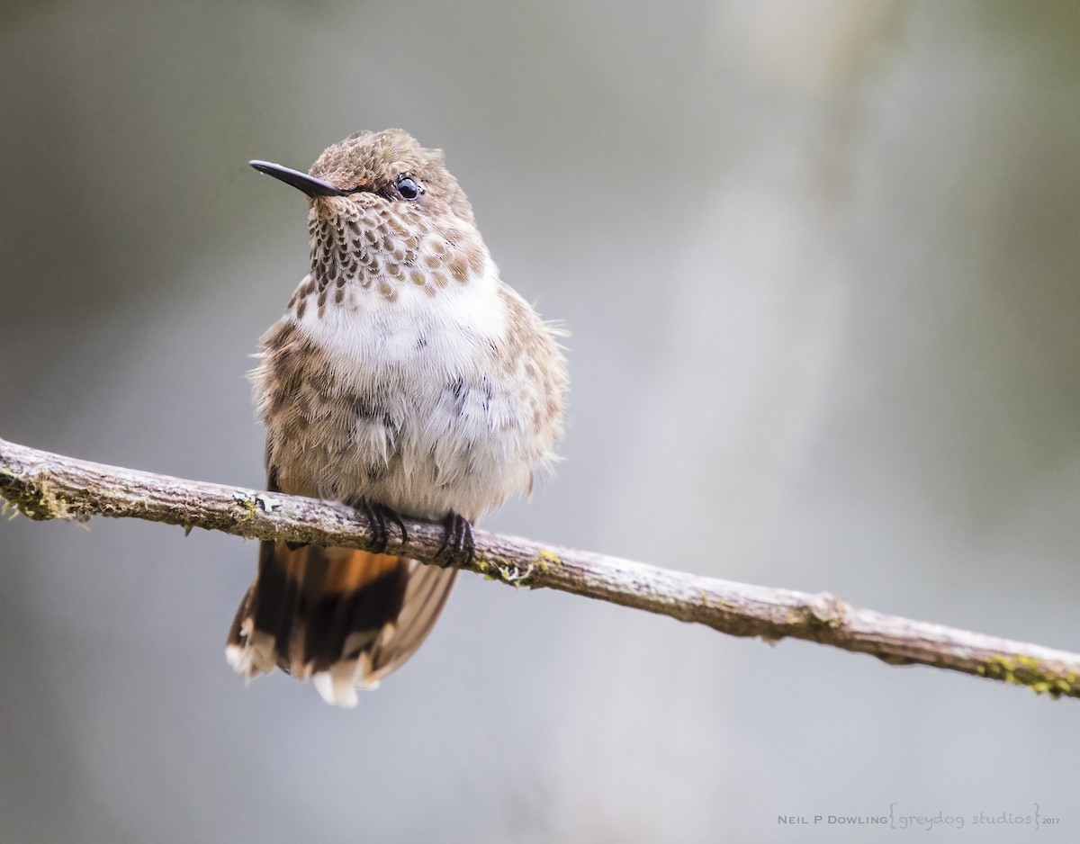 Volcano Hummingbird - Anonymous