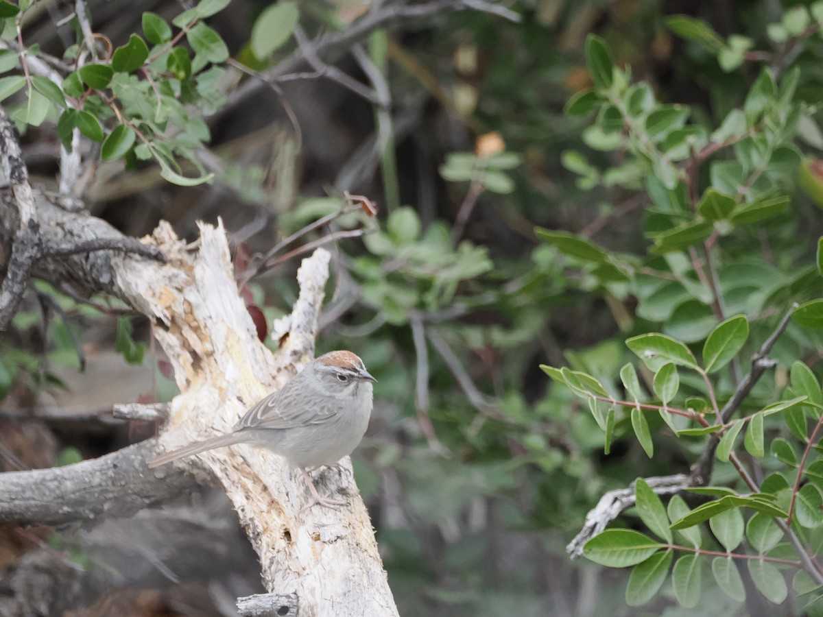 Rufous-crowned Sparrow - ML656445544