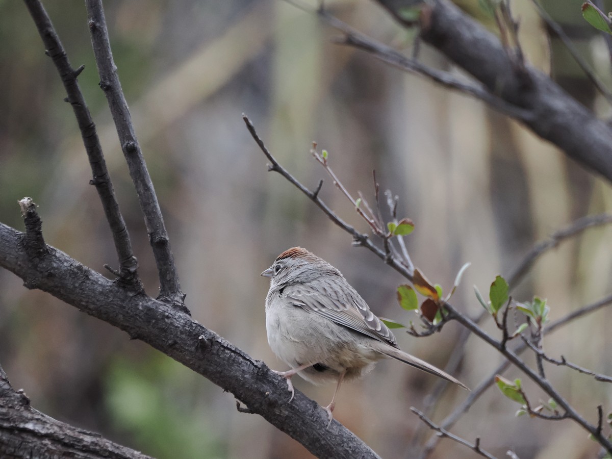 Rufous-crowned Sparrow - ML656445564