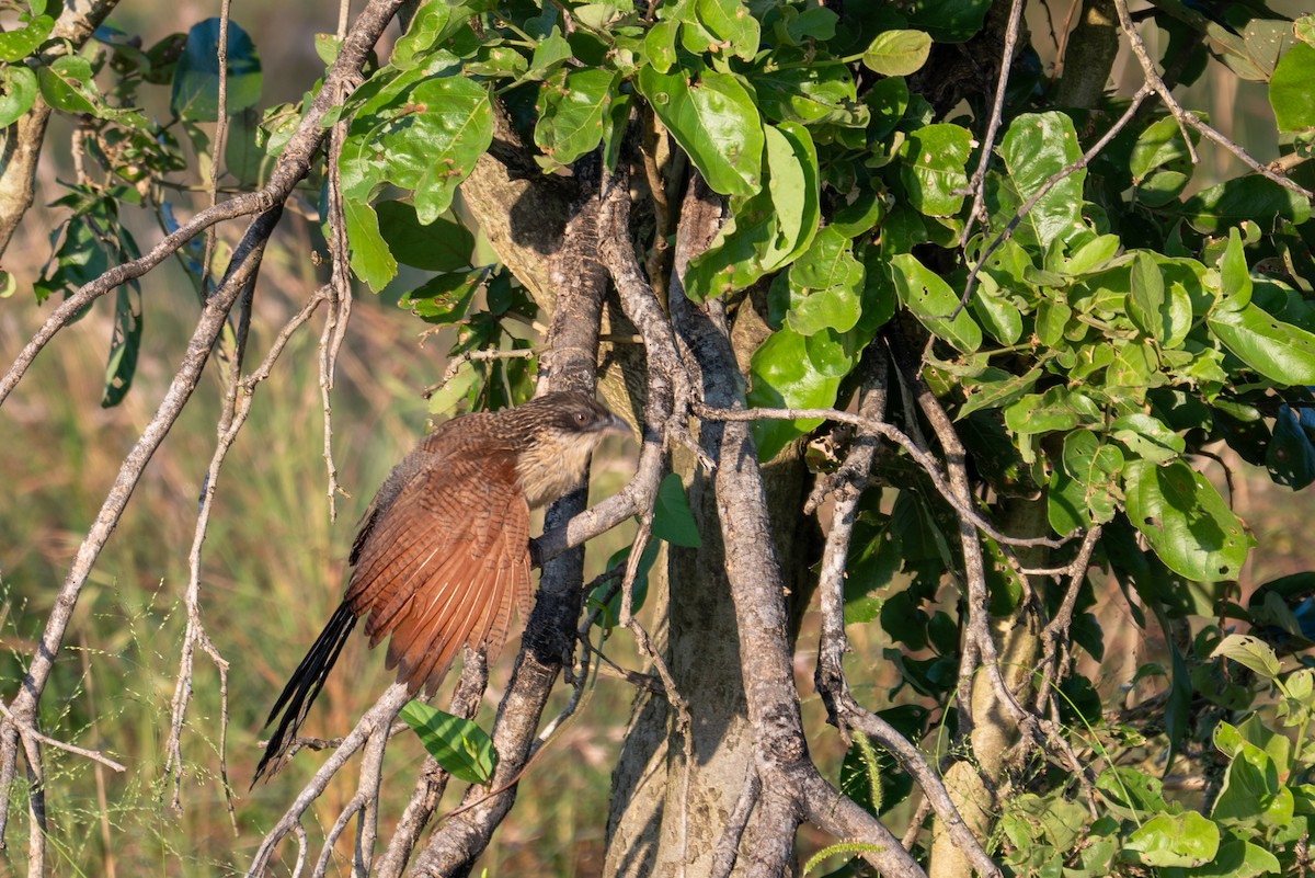 Burchell's Coucal - ML656445884