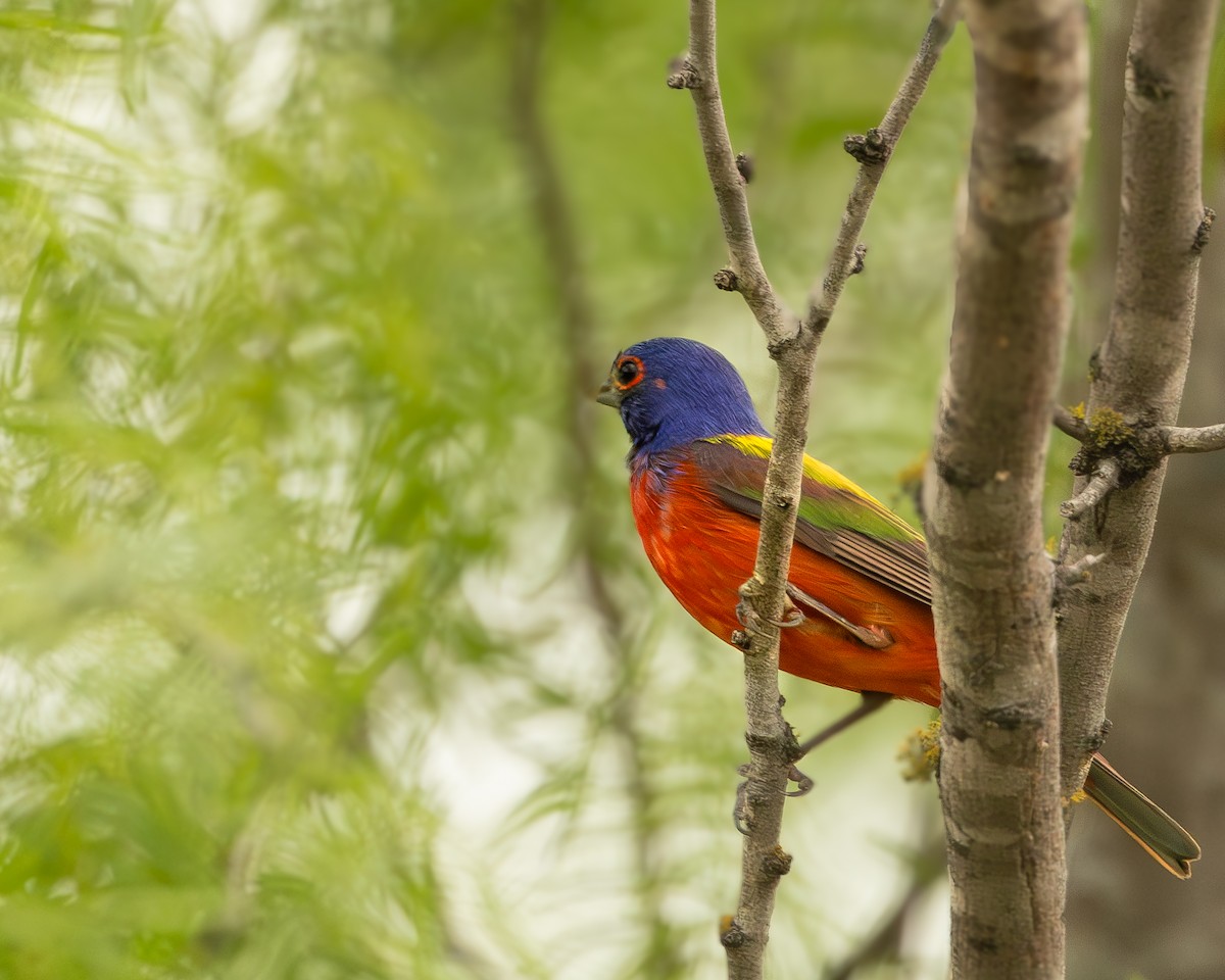 Painted Bunting - ML656446419
