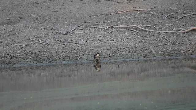 Eurasian Hobby - ML656448503