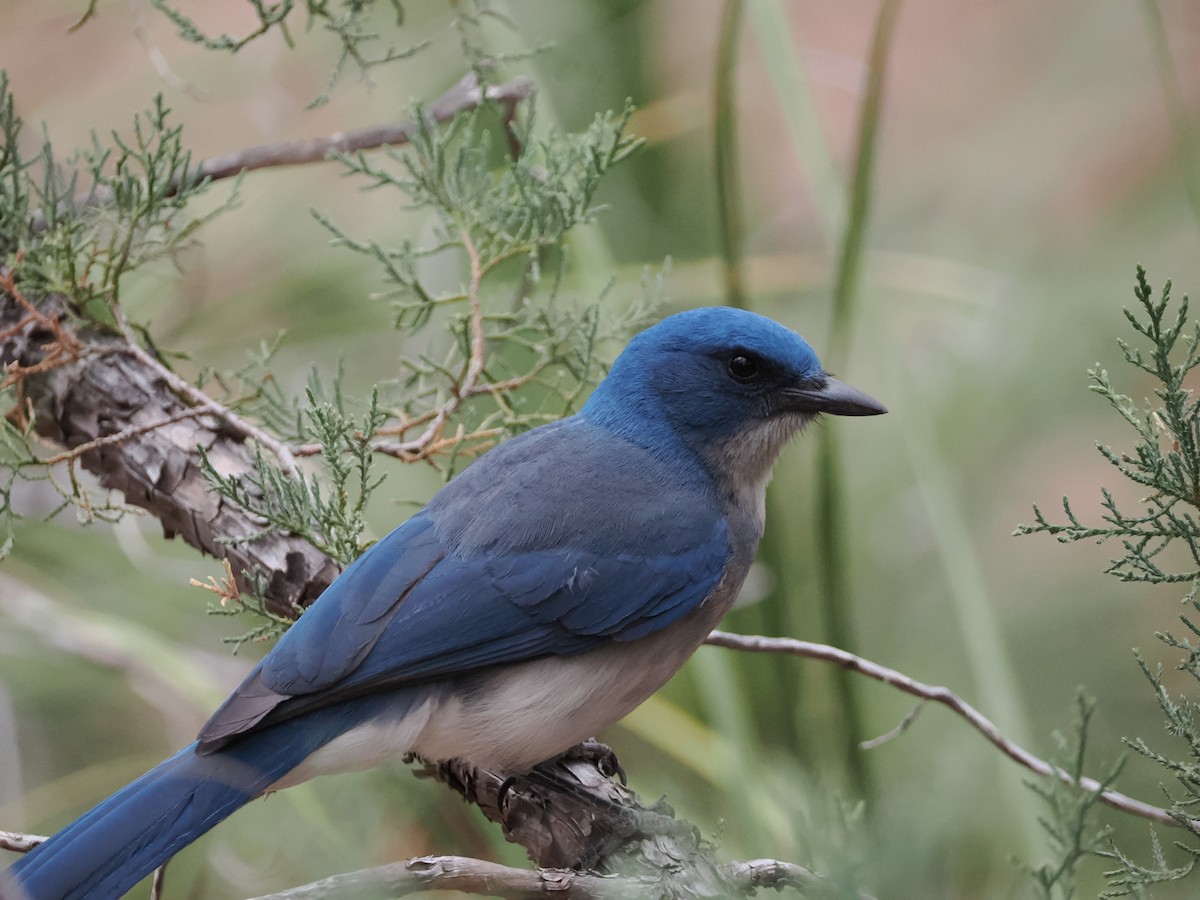 Mexican Jay - ML656449362