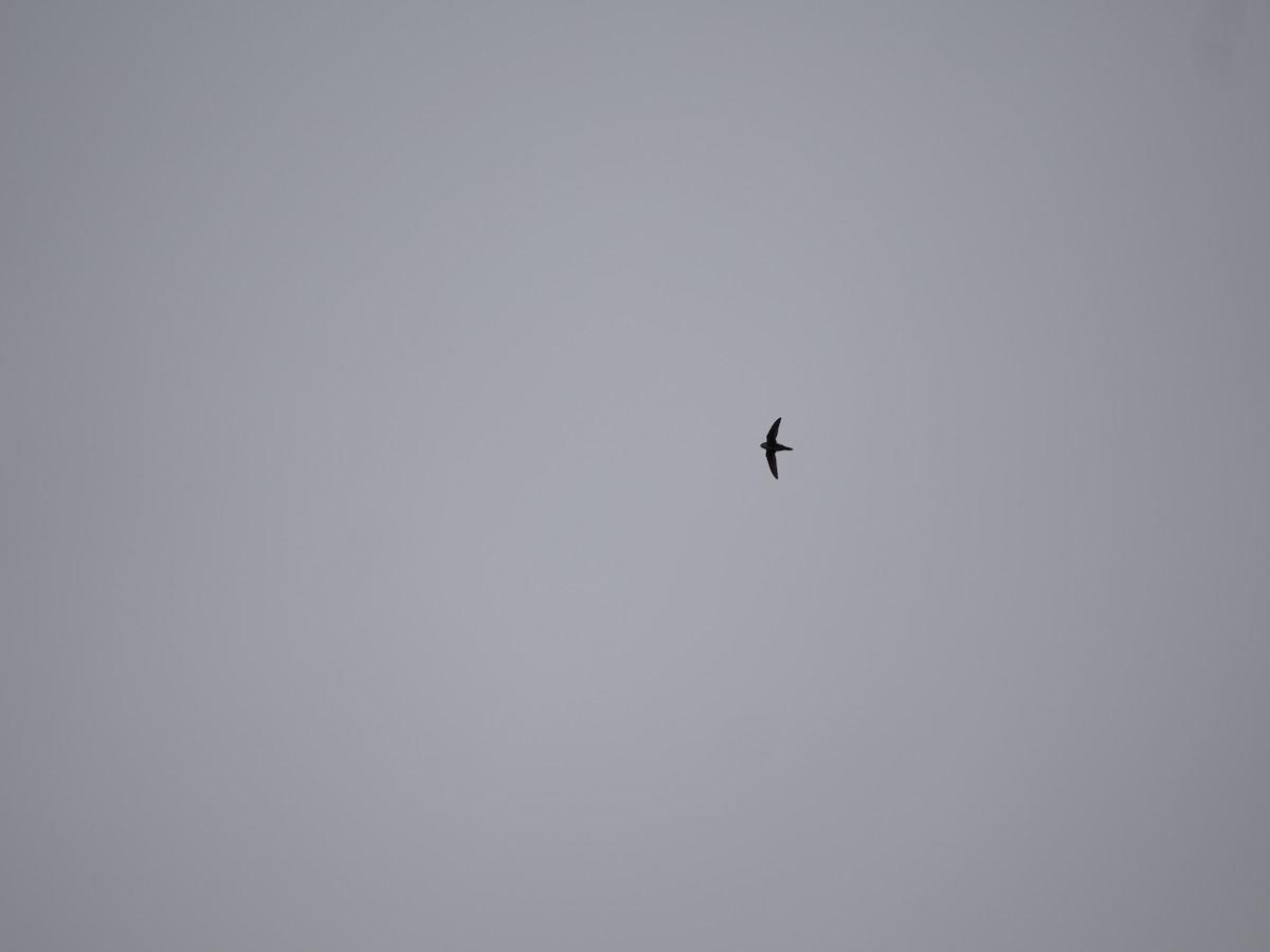 White-throated Swift - ML656449421