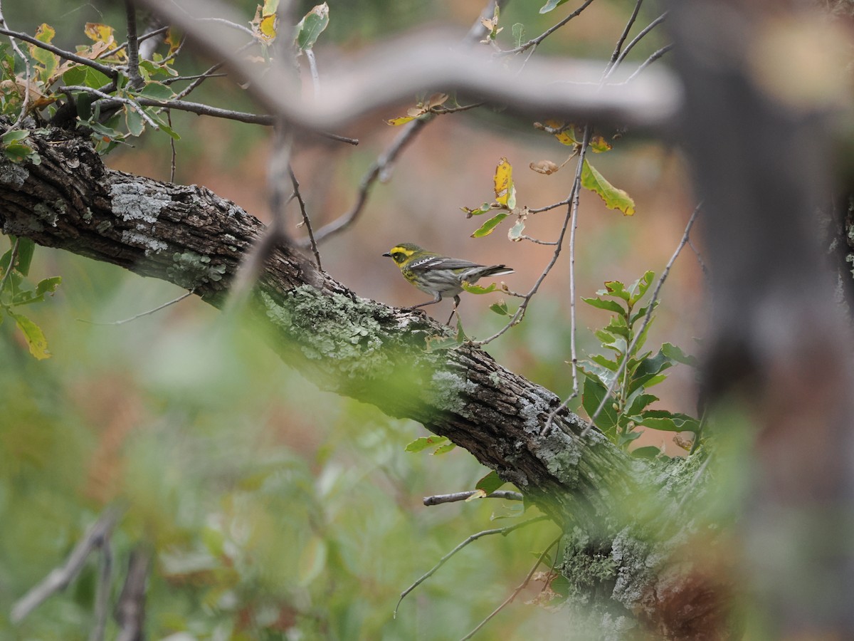 Townsend's Warbler - ML656449545