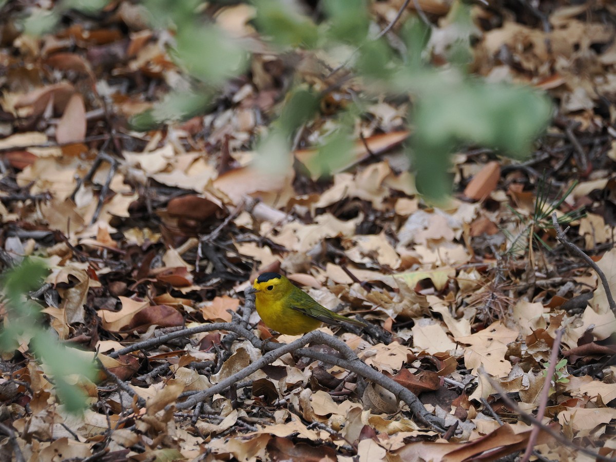 Wilson's Warbler - ML656449575