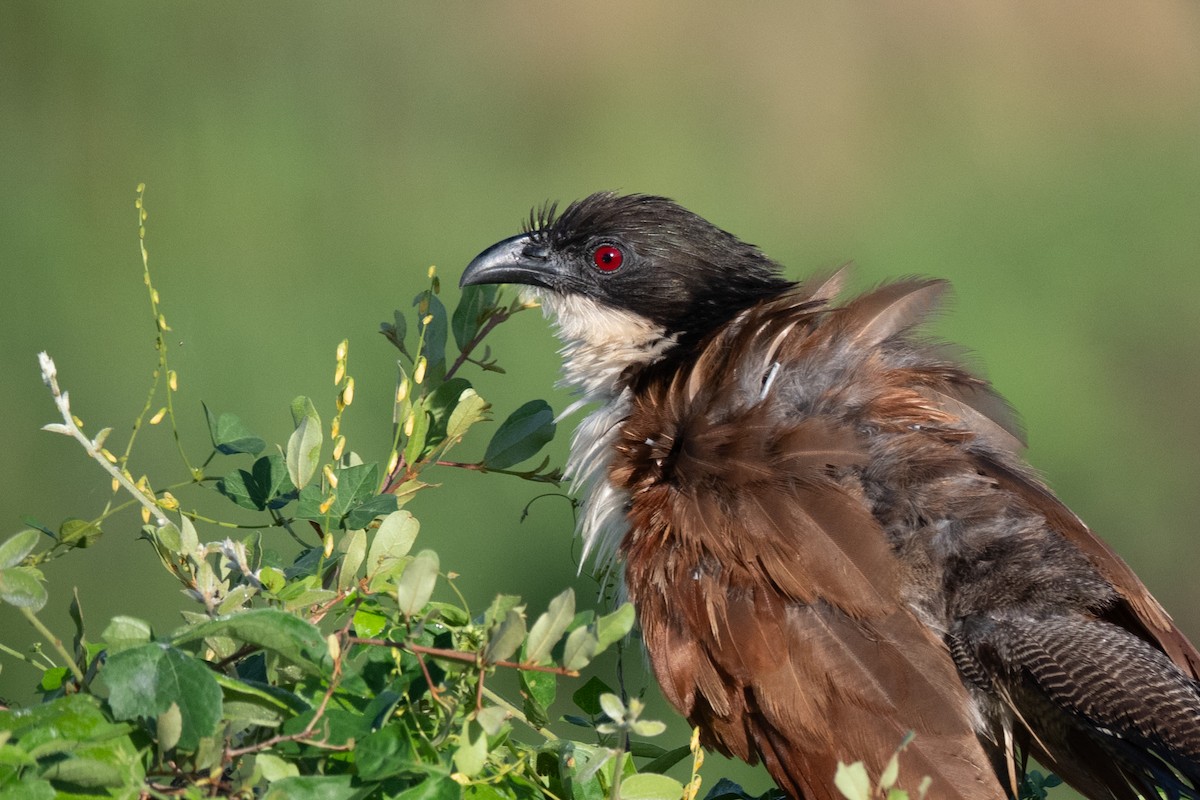 Burchell's Coucal - ML656449696