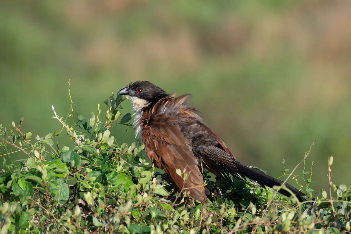 Burchell's Coucal - ML656449701