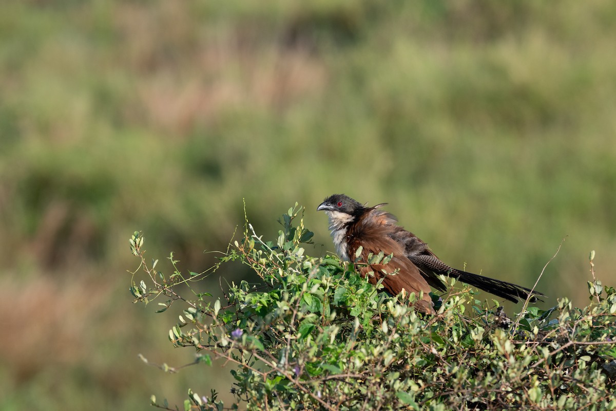 Burchell's Coucal - ML656449703