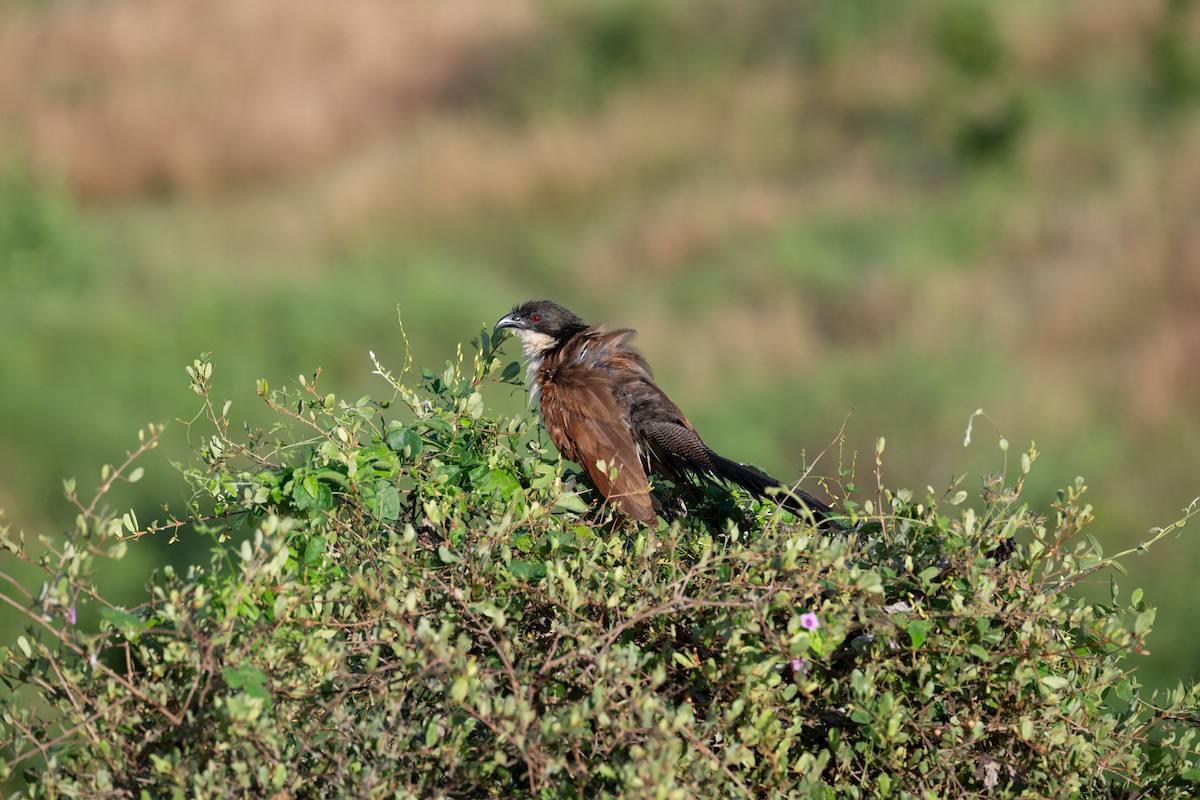 Burchell's Coucal - ML656449704