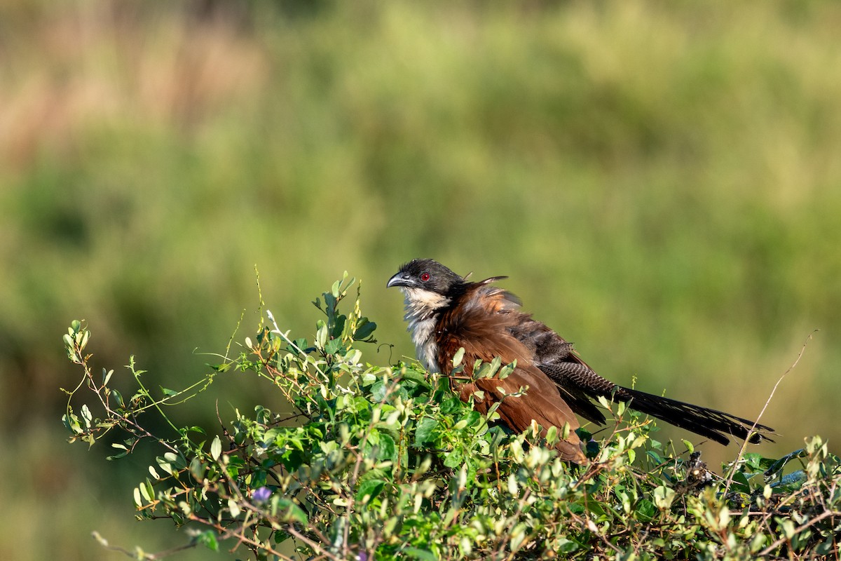 Burchell's Coucal - ML656449706