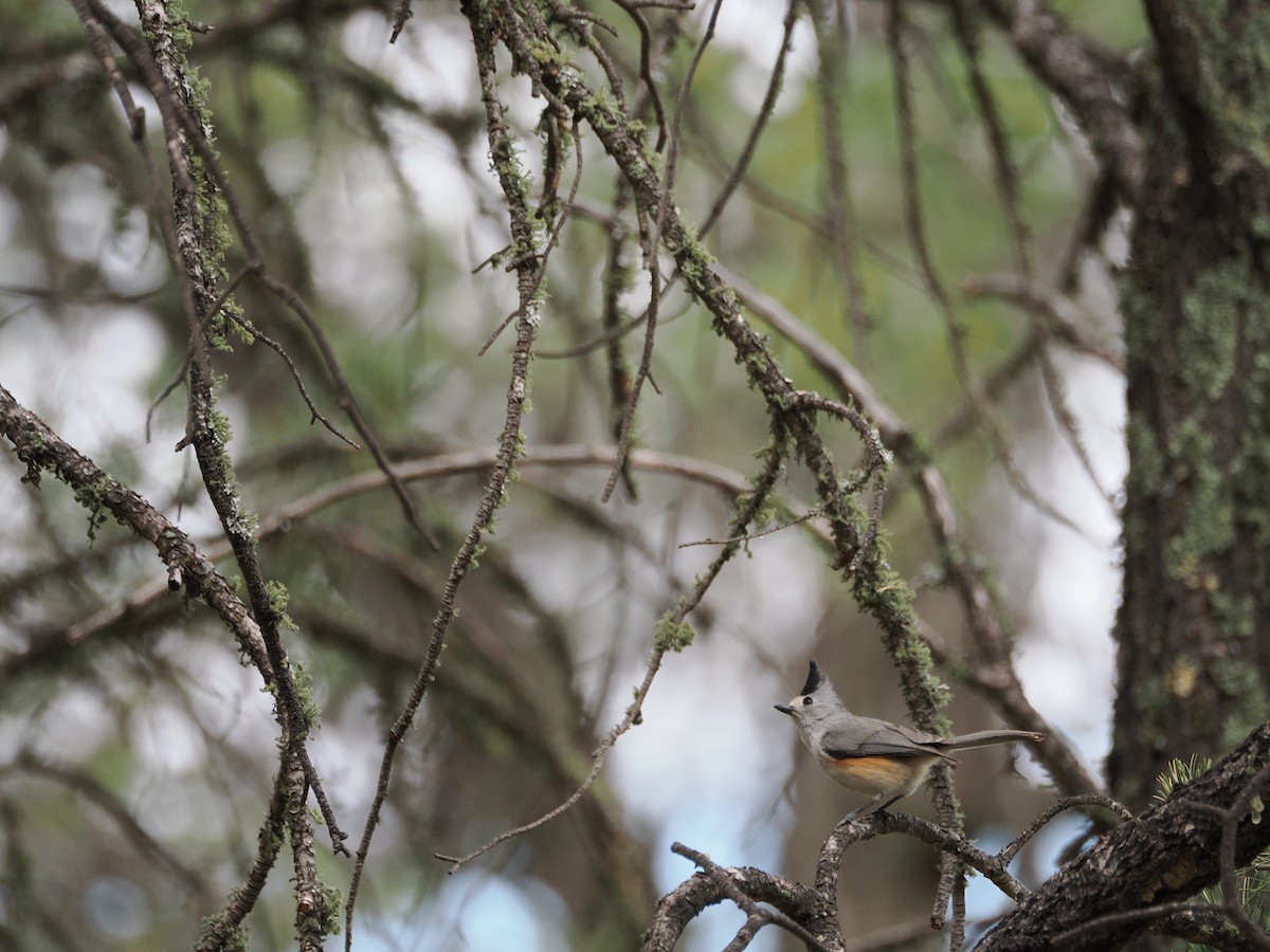 Black-crested Titmouse - ML656449804
