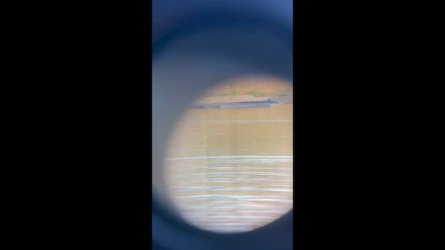 Gadwall x Mallard (hybrid) - ML656450233