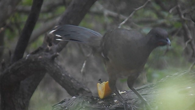 Plain Chachalaca - ML656450259