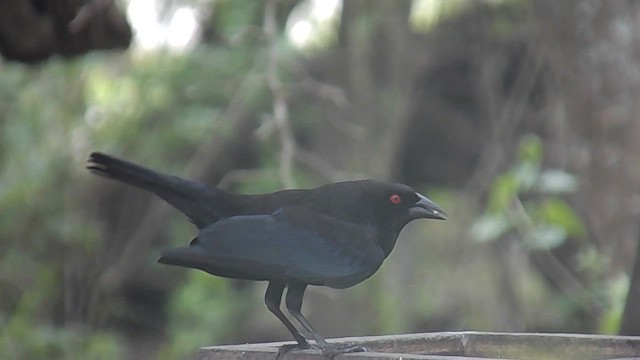Bronzed Cowbird - ML656450325