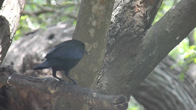 Bronzed Cowbird - ML656450420