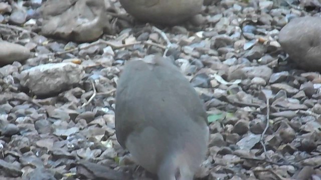 White-tipped Dove - ML656452293