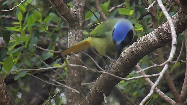 Green Jay - ML656452306
