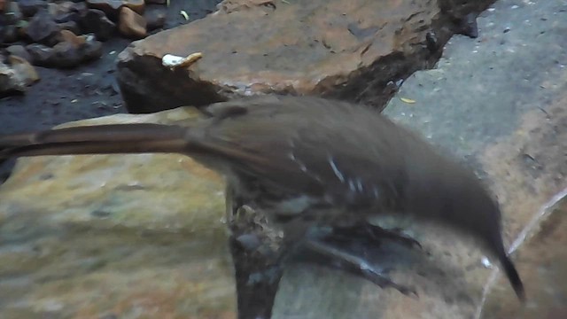 Long-billed Thrasher - ML656452318