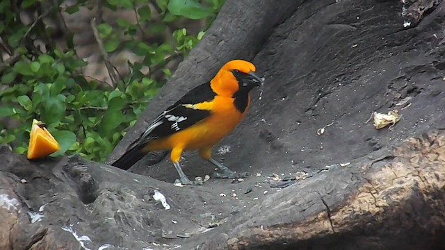 Altamira Oriole - ML656452338